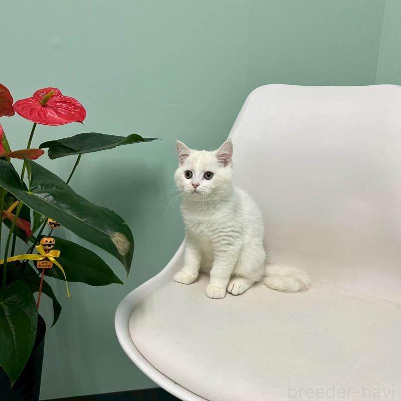 販売中の千葉県のマンチカン-127815の2枚目