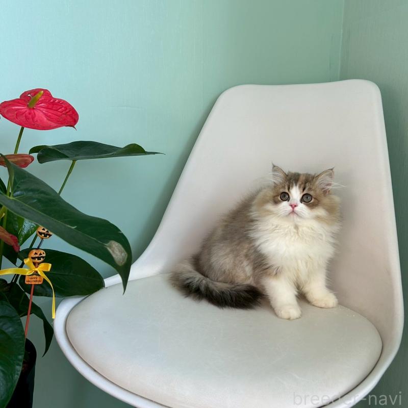 販売中の千葉県のマンチカン-127812