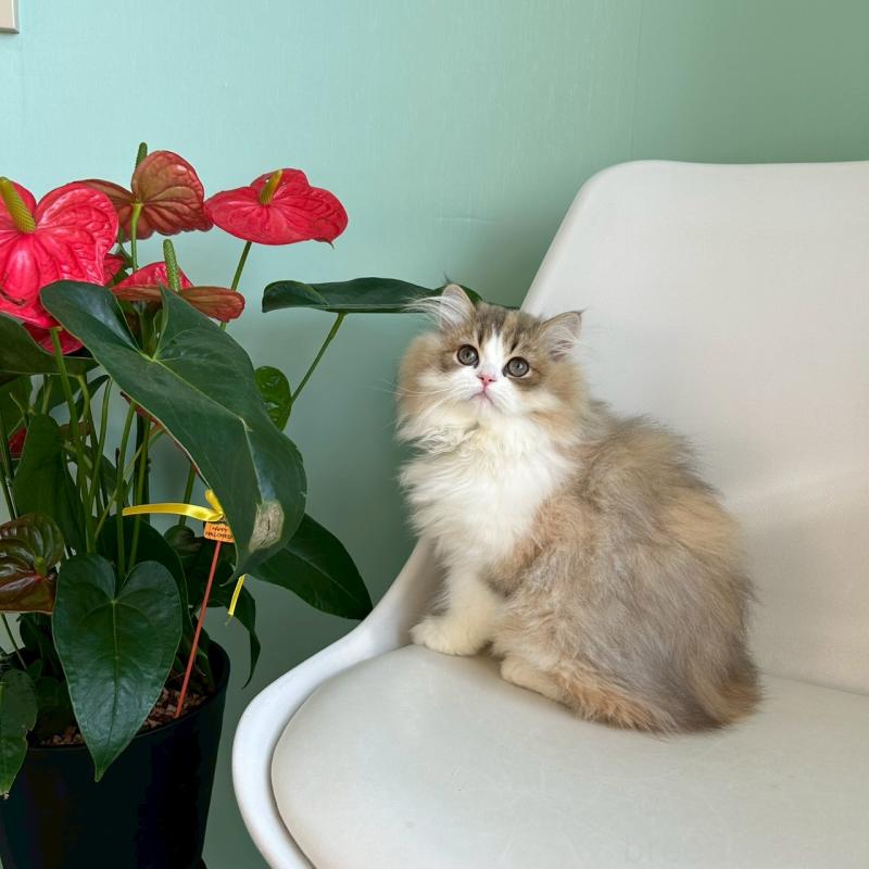 販売中の千葉県のマンチカン-127812の3枚目