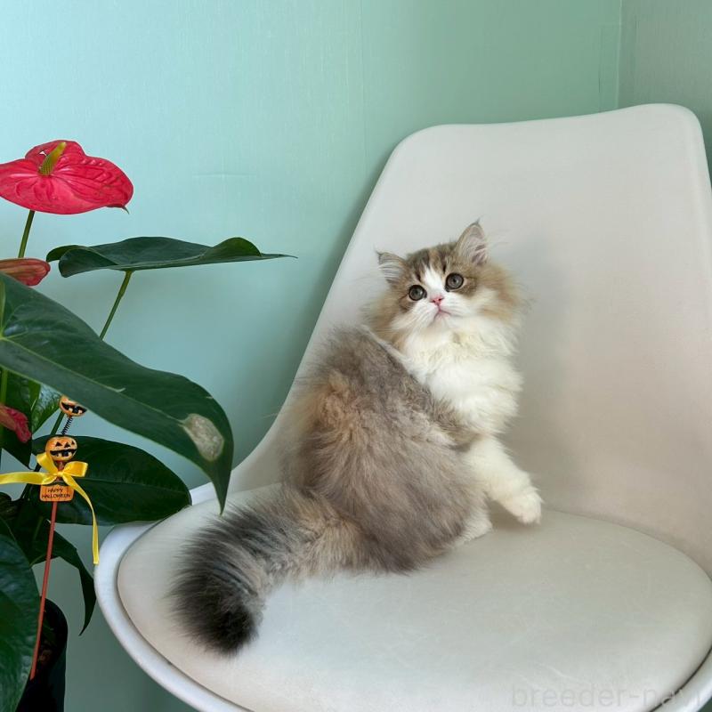 販売中の千葉県のマンチカン-127812の2枚目