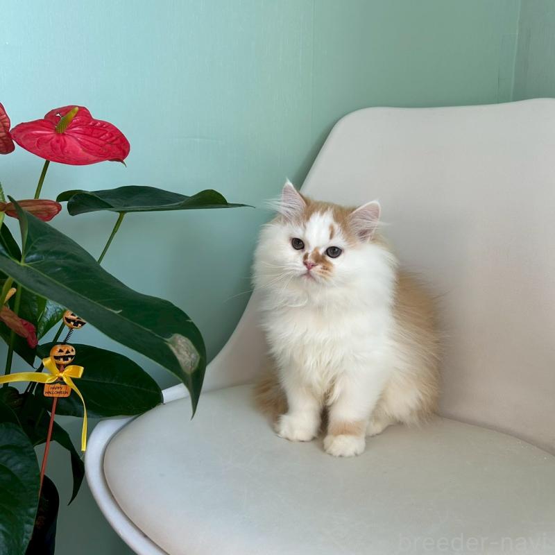 販売中の千葉県のマンチカン-127808の1枚目