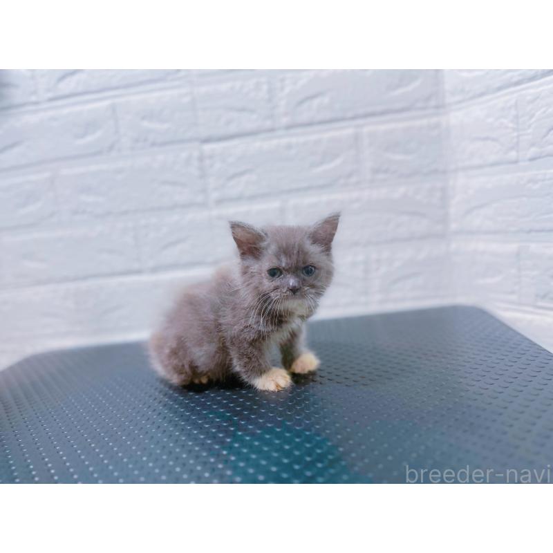 販売中の鹿児島県のミックス-126947の2枚目