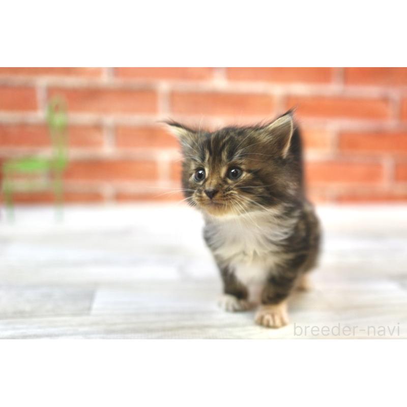 販売中の北海道のサイベリアン-128555の5枚目