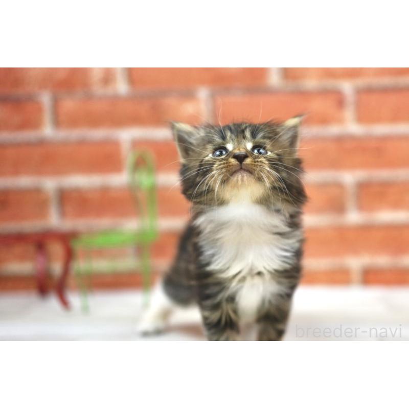 販売中の北海道のサイベリアン-128555の4枚目