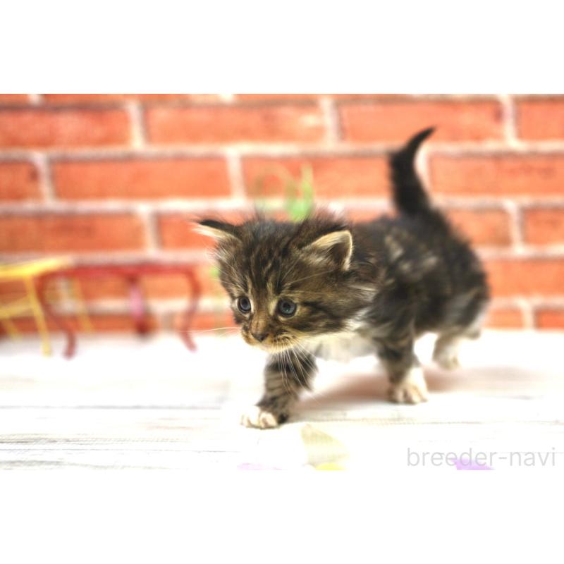 販売中の北海道のサイベリアン-128555の3枚目