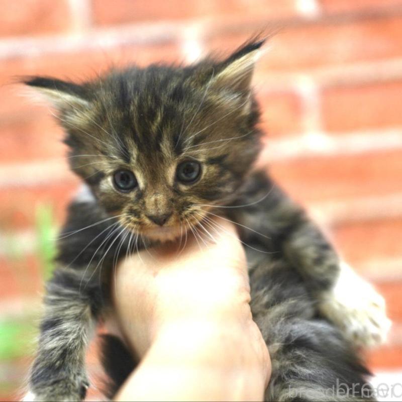 販売中の北海道のサイベリアン-128555の2枚目