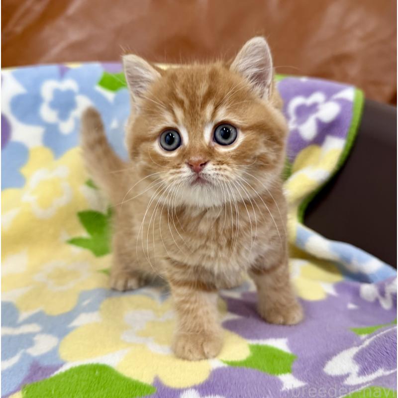 成約済の神奈川県のマンチカン-127453の1枚目