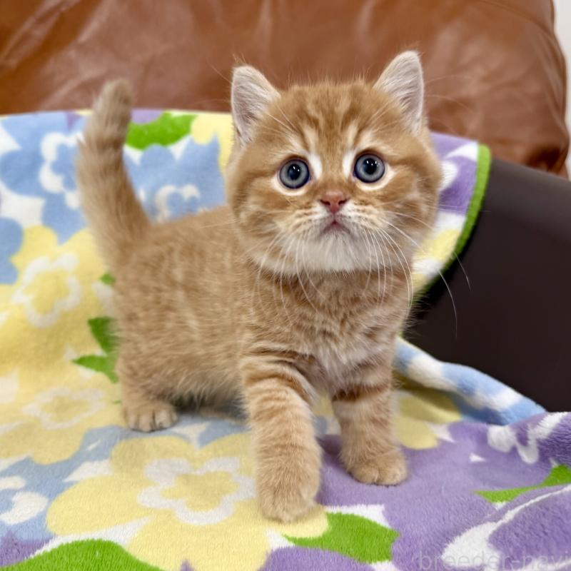 成約済の神奈川県のマンチカン-127453の6枚目