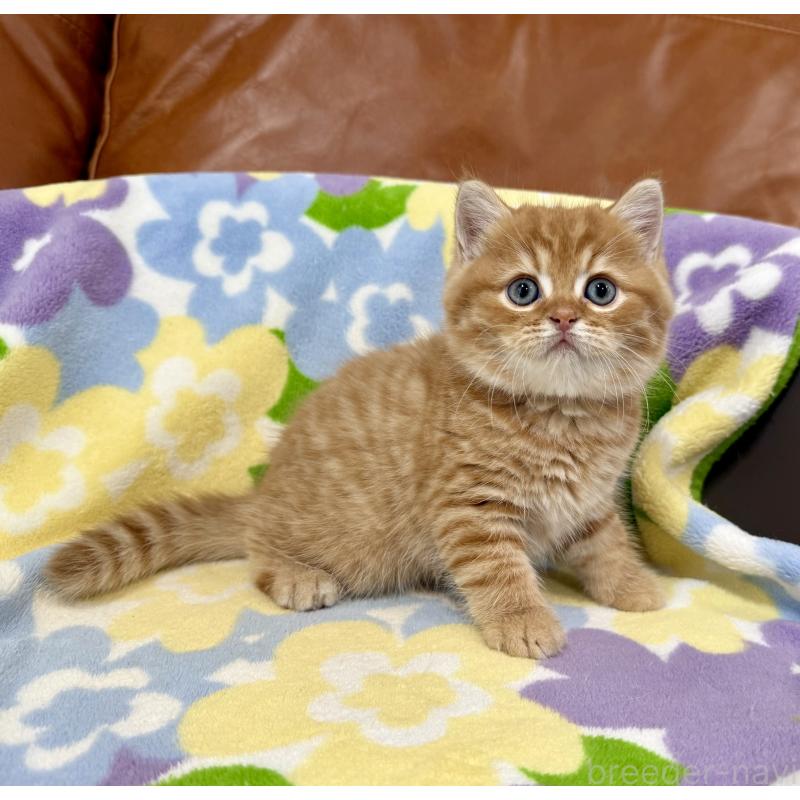 成約済の神奈川県のマンチカン-127453の5枚目