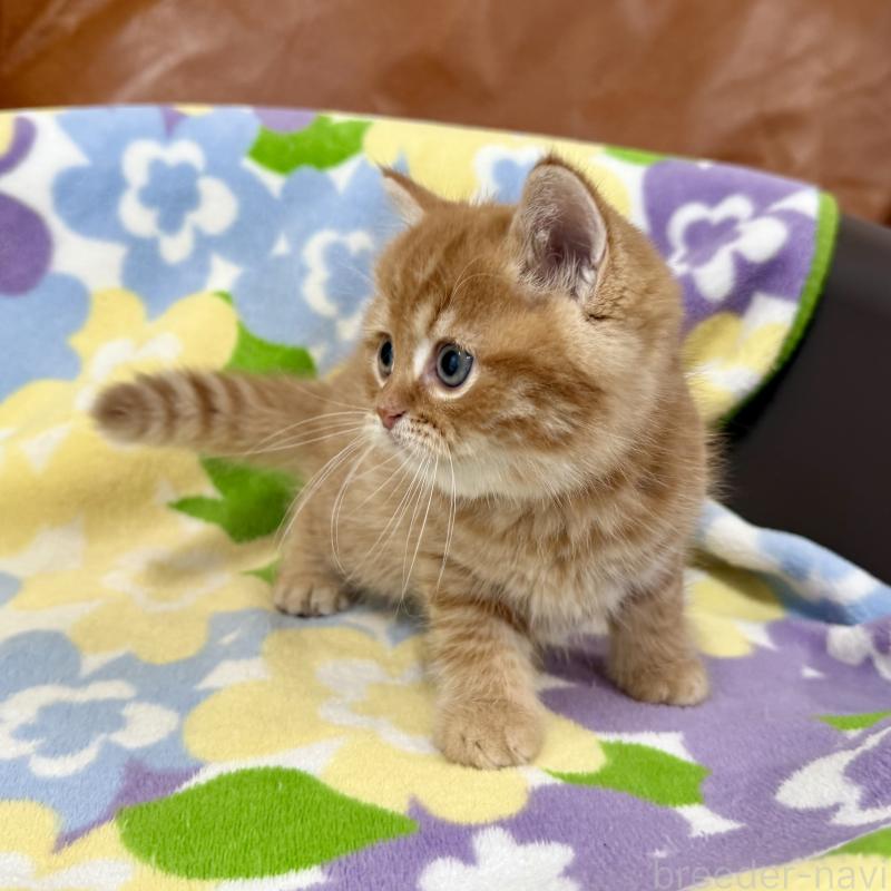 成約済の神奈川県のマンチカン-127453の4枚目