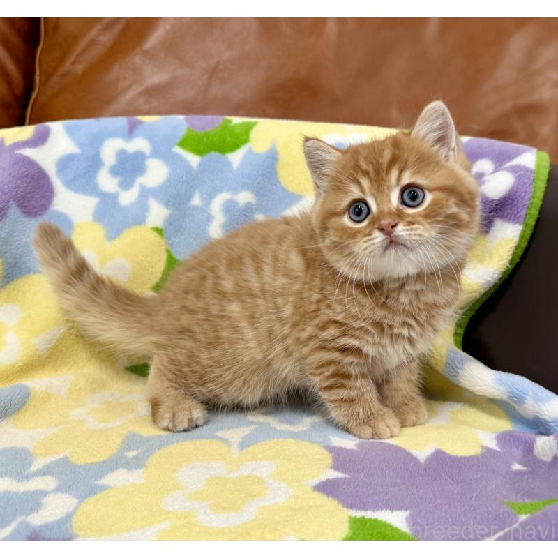 成約済の神奈川県のマンチカン-127453の3枚目