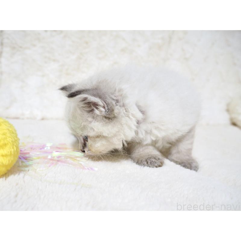 販売中の大阪府のサイベリアン-128778の9枚目