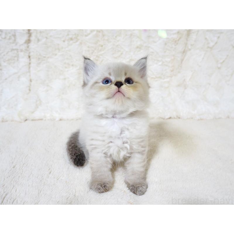 販売中の大阪府のサイベリアン-128778の8枚目