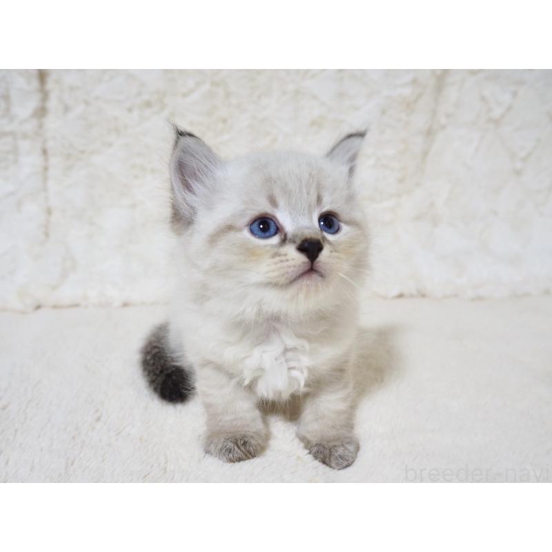 販売中の大阪府のサイベリアン-128778の7枚目