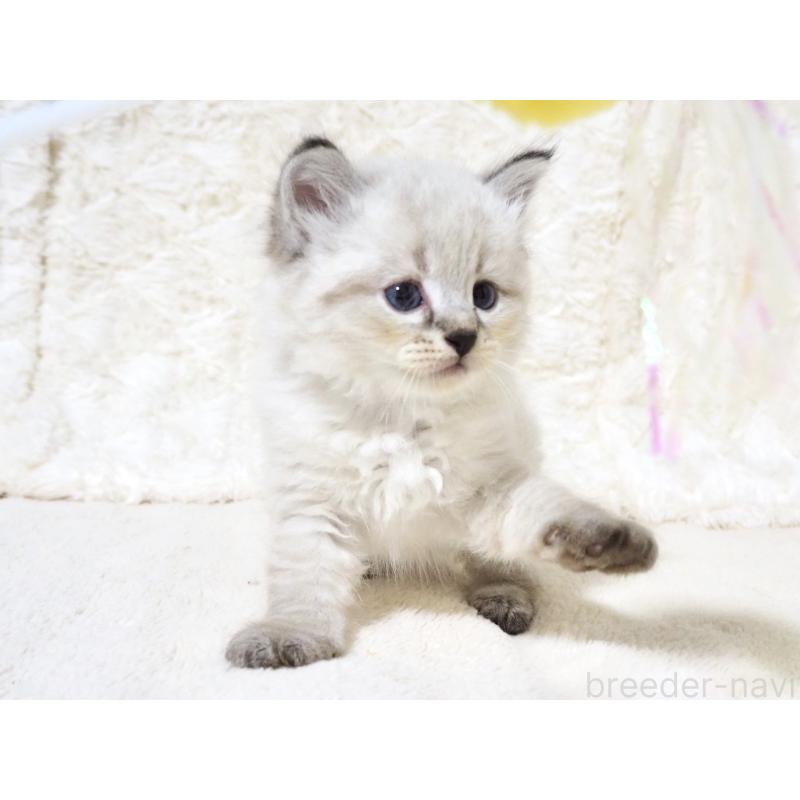 販売中の大阪府のサイベリアン-128778の6枚目