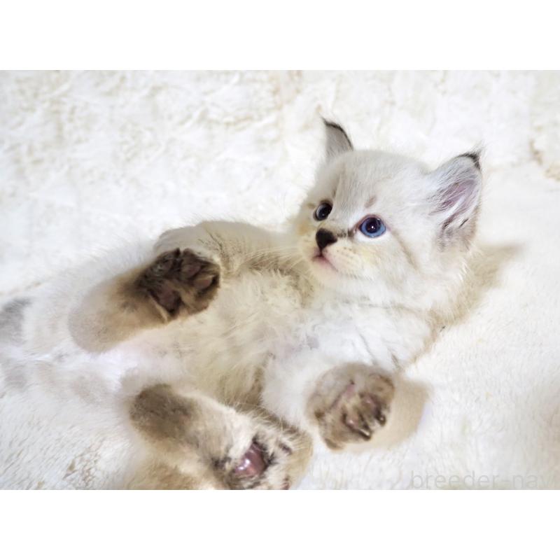 販売中の大阪府のサイベリアン-128778の5枚目