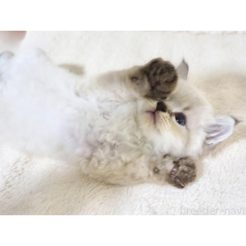 販売中の大阪府のサイベリアン-128778の4枚目