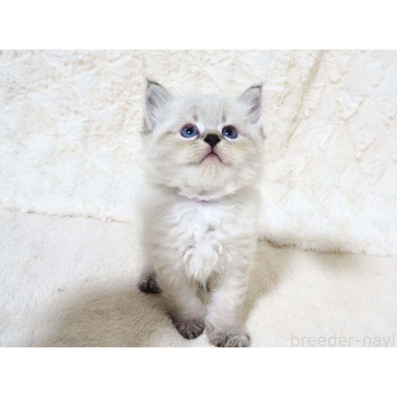 販売中の大阪府のサイベリアン-128778の3枚目