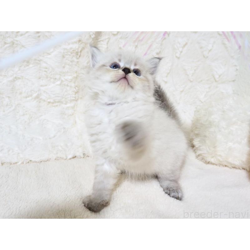 販売中の大阪府のサイベリアン-128778の2枚目