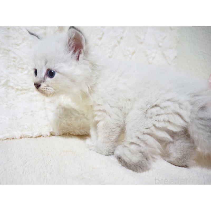 販売中の大阪府のサイベリアン-128777の8枚目