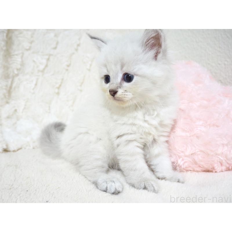 販売中の大阪府のサイベリアン-128777の7枚目