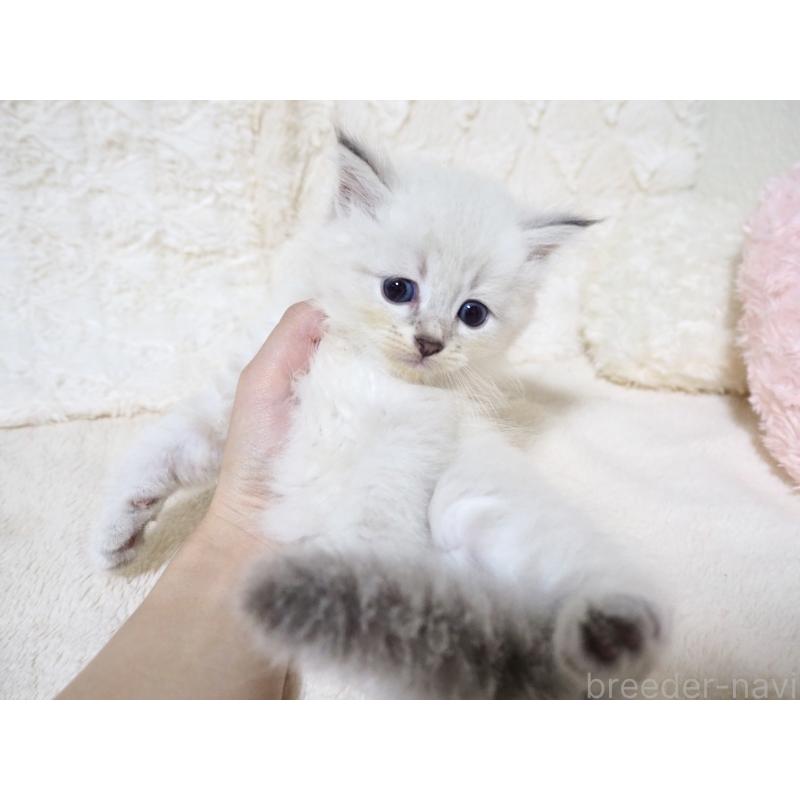 販売中の大阪府のサイベリアン-128777の6枚目