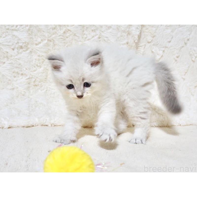 販売中の大阪府のサイベリアン-128777の5枚目