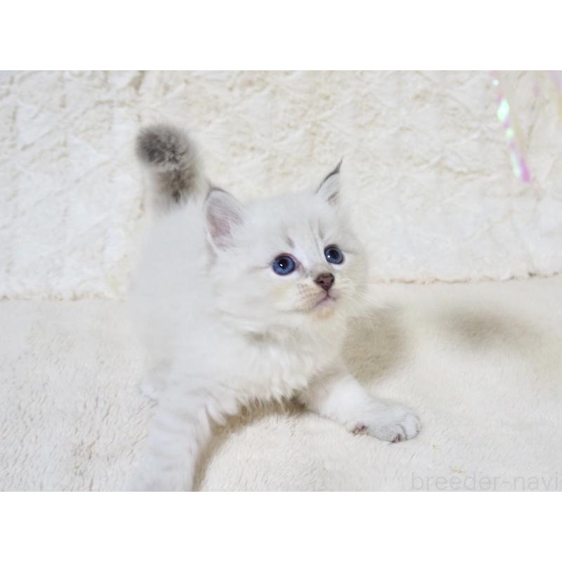 販売中の大阪府のサイベリアン-128777の4枚目