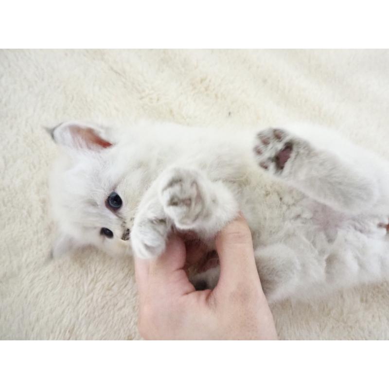 販売中の大阪府のサイベリアン-128777の3枚目