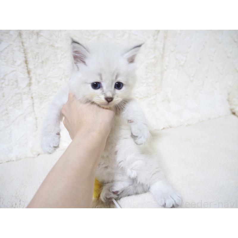 販売中の大阪府のサイベリアン-128777の2枚目