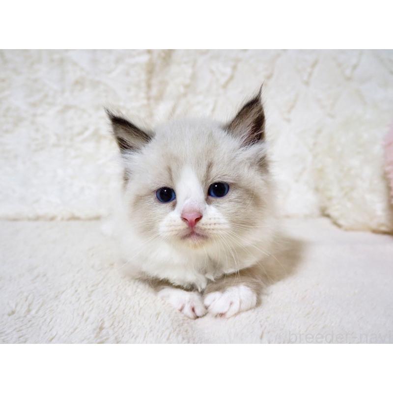 販売中の大阪府のサイベリアン-128775の8枚目