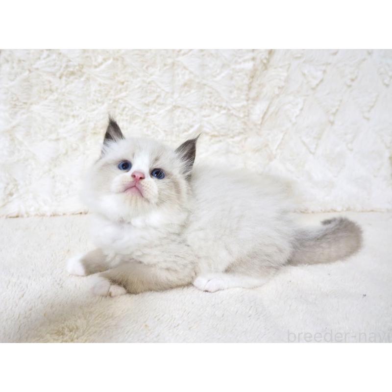 販売中の大阪府のサイベリアン-128775の6枚目