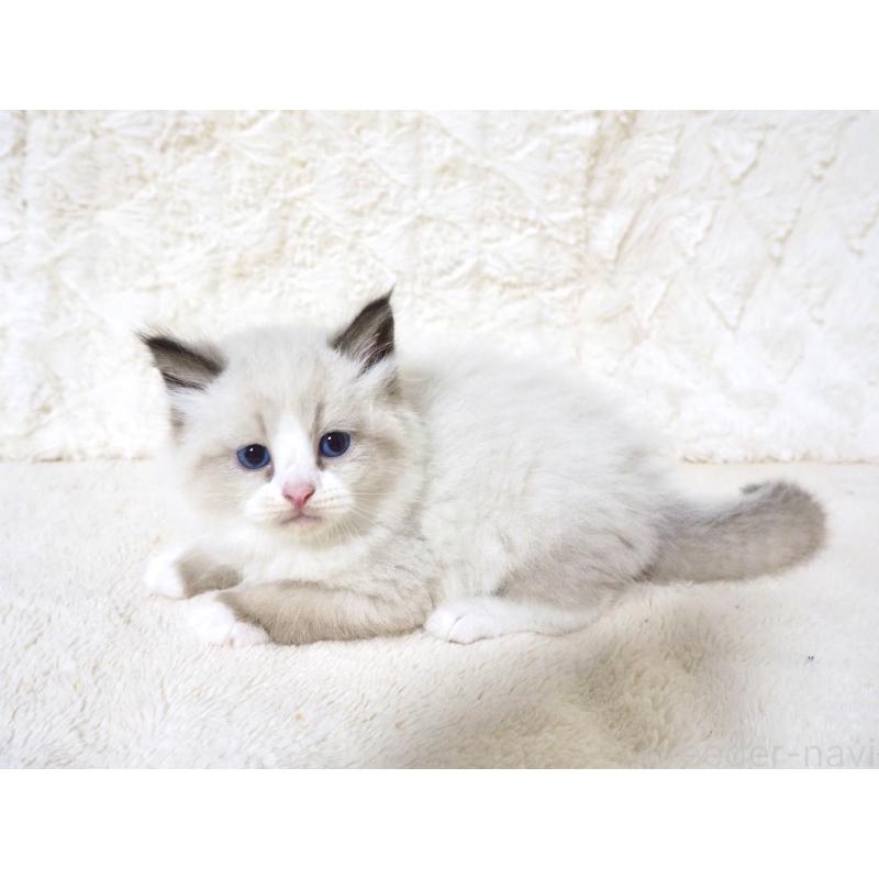 販売中の大阪府のサイベリアン-128775の5枚目