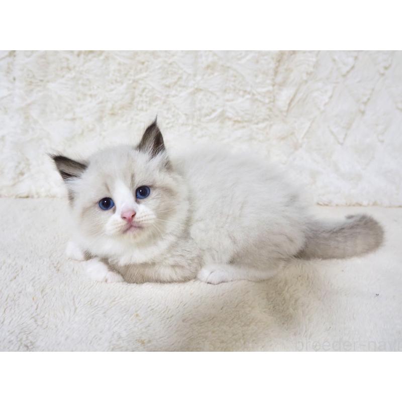 販売中の大阪府のサイベリアン-128775の3枚目