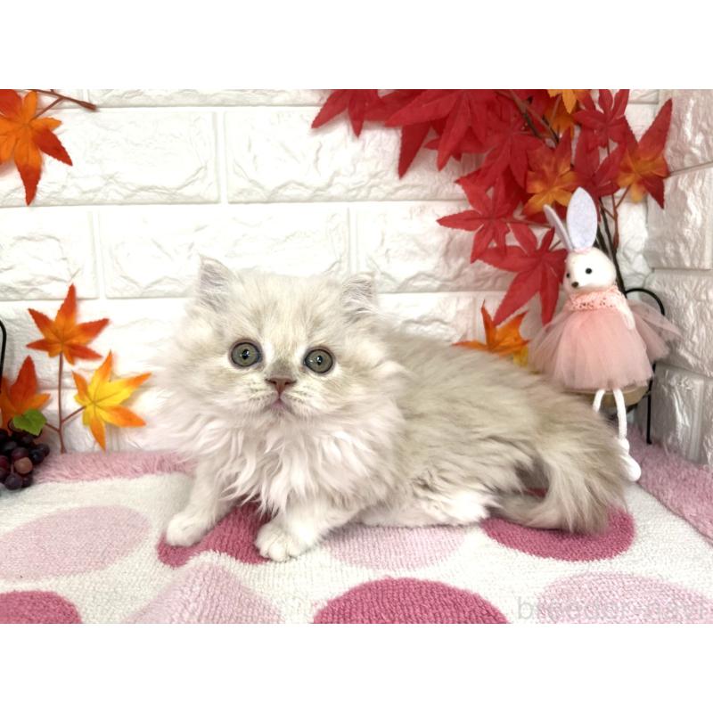 販売中の埼玉県のミヌエット-128011の6枚目