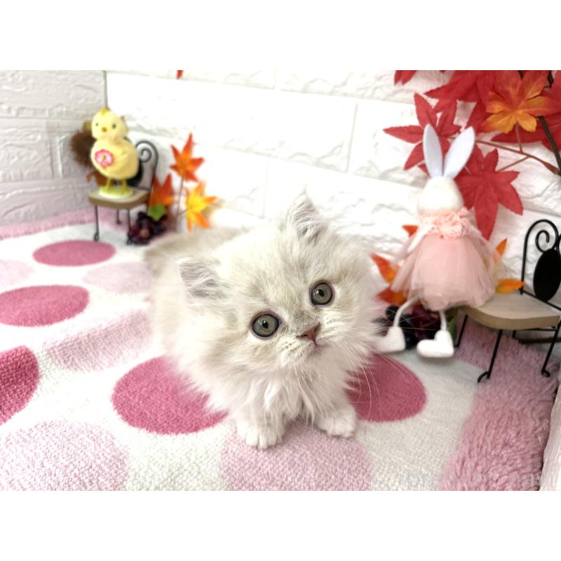 販売中の埼玉県のミヌエット-128011の5枚目