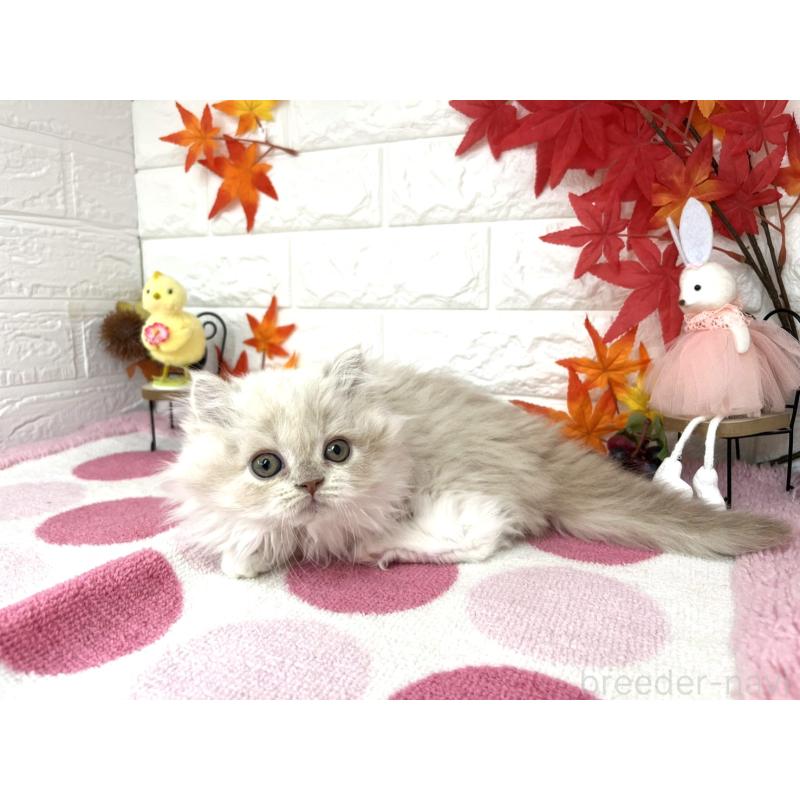 販売中の埼玉県のミヌエット-128011の4枚目