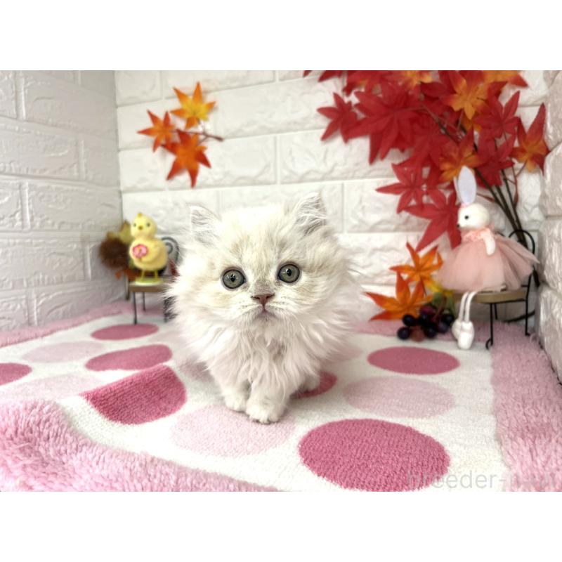 販売中の埼玉県のミヌエット-128011の3枚目