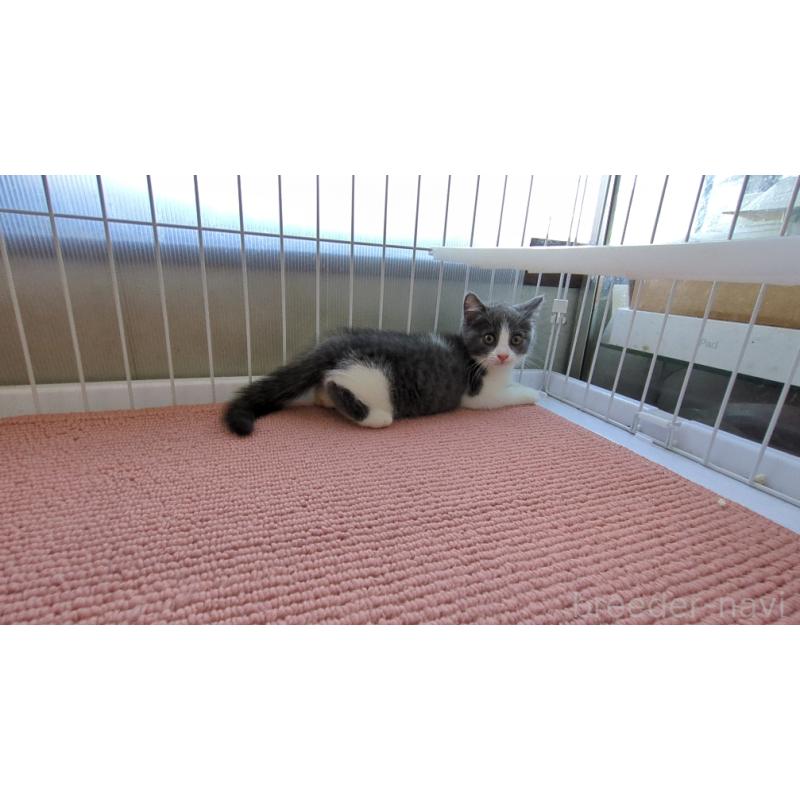 成約済の茨城県のブリティッシュショートヘア-128306の2枚目