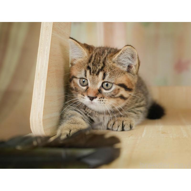 販売中の千葉県のマンチカン-129625の5枚目