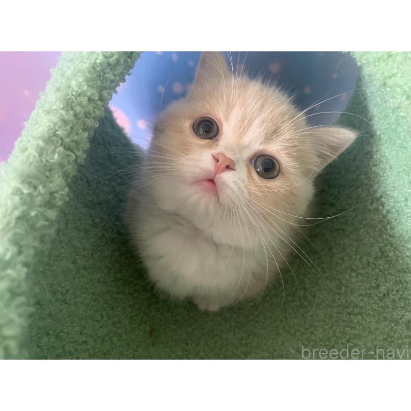 商談中の大阪府のマンチカン(短足)-127657の3枚目