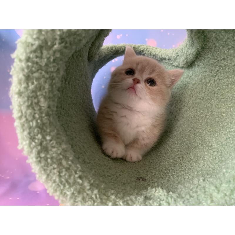 商談中の大阪府のマンチカン(短足)-127657の2枚目