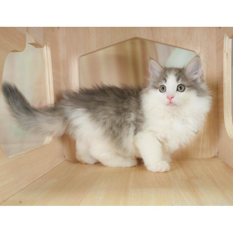 成約済の千葉県のノルウェージャンフォレストキャット-129628の4枚目
