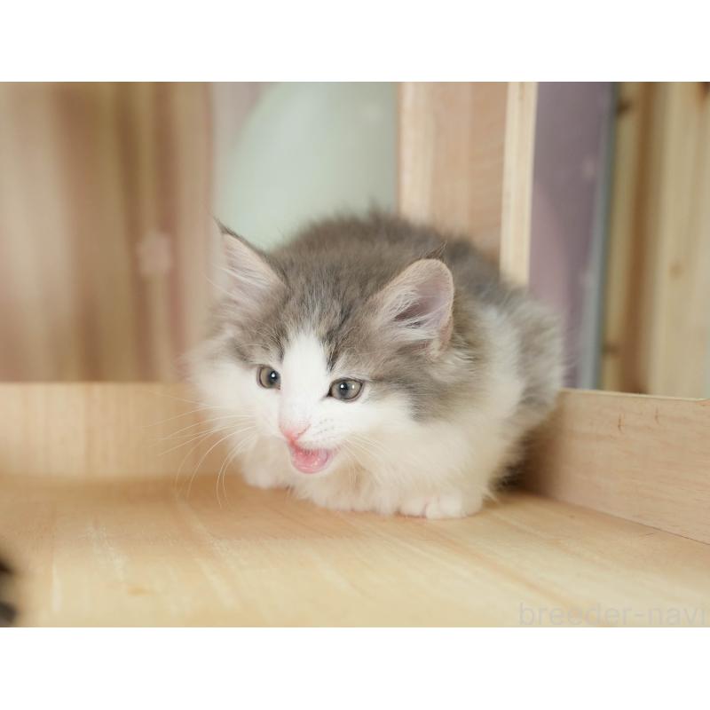 成約済の千葉県のノルウェージャンフォレストキャット-129628の2枚目