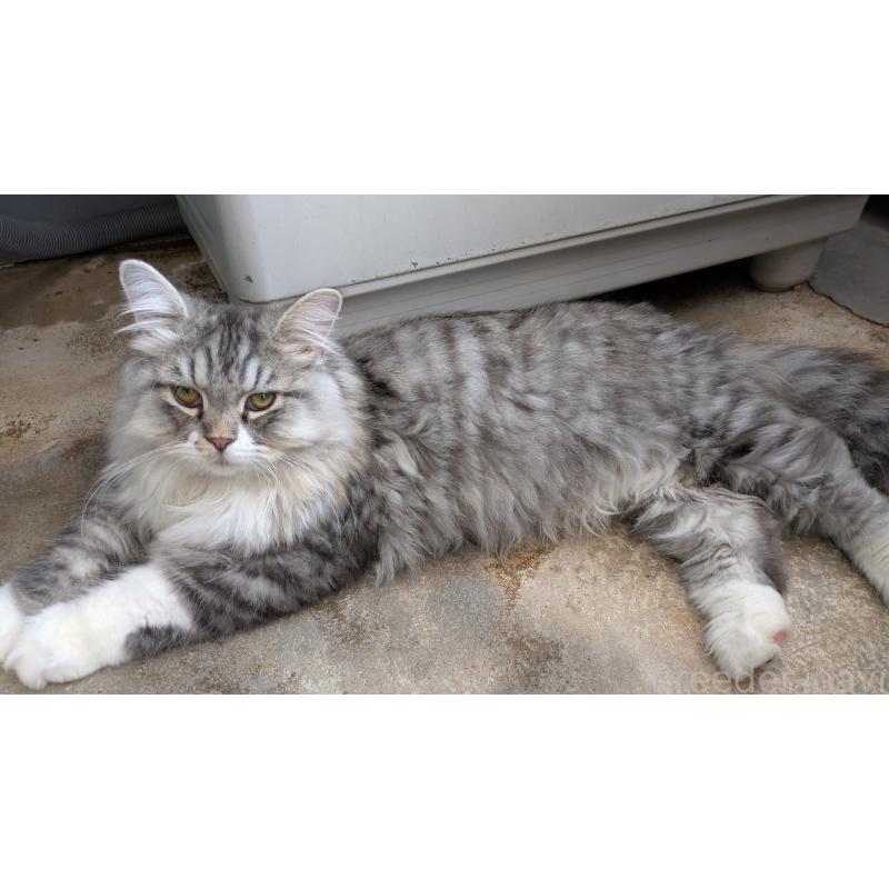 販売中の大阪府のミヌエット-121834の7枚目