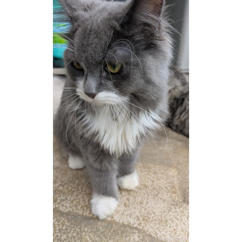 販売中の大阪府のミヌエット-120590の9枚目