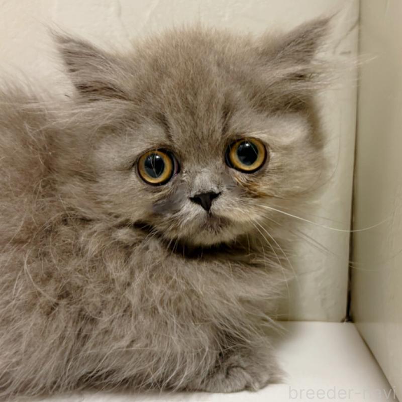 販売中の東京都のミヌエット(短足)-129633の6枚目