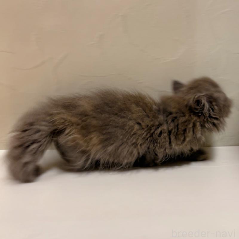 販売中の東京都のミヌエット(短足)-129633の5枚目