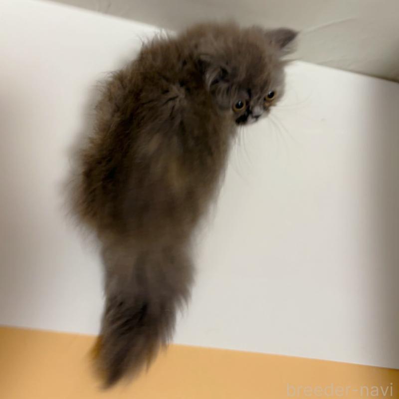 販売中の東京都のミヌエット(短足)-129633の4枚目