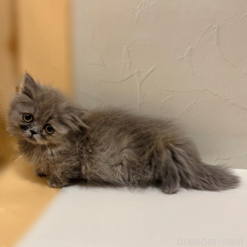 販売中の東京都のミヌエット(短足)-129633の3枚目